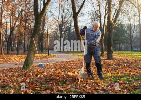 Konzentrierter leitender männlicher Arbeiter, der große Rechen einsetzt, um heruntergefallene Blätter in Haufen zu sammeln. Vorderansicht des bärtigen Mannes in blauer Uniform, der am sonnigen Morgen im Stadtpark gefallene Blätter hackt. Konzept der Saisonarbeit. Stockfoto