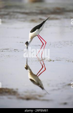 (190612) -- PEKING, 12. Juni 2019 (Xinhua) -- Ein Schwarzflügelstiel wird im Xihai-Feuchtgebiet im neuen Bezirk Jinpu in Dalian, Provinz Liaoning im Nordosten Chinas, am 11. Juni 2019 gesehen. (Xinhua/Piao Feng) XINHUA FOTOS DES TAGES PUBLICATIONxNOTxINxCHN Stockfoto