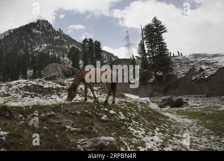 (190613) -- SRINAGAR, 13. Juni 2019 -- Ein Pferd weidet nach einem Schneefall in Sonmarg, am Rande von Srinagar, der Sommerhauptstadt des von Indien kontrollierten Kaschmirs, 12. Juni 2019. ) KASCHMIR-SRINAGAR-SNOWFALL JavedxDar PUBLICATIONxNOTxINxCHN Stockfoto