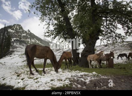 (190613) -- SRINAGAR, 13. Juni 2019 -- Pferde grasen nach einem Schneefall in Sonmarg, am Rande von Srinagar, der Sommerhauptstadt des von Indien kontrollierten Kaschmirs, 12. Juni 2019. ) KASCHMIR-SRINAGAR-SNOWFALL JavedxDar PUBLICATIONxNOTxINxCHN Stockfoto