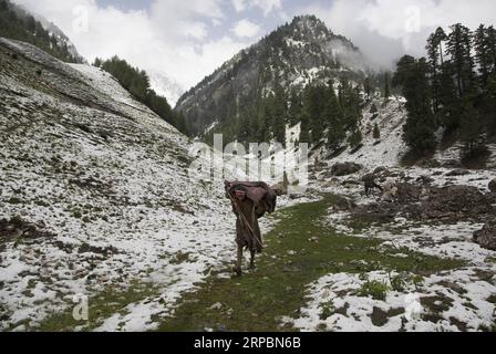 (190613) -- SRINAGAR, 13. Juni 2019 -- Ein Nomad geht auf einem Pfad auf einem Hügel nach einem Schneefall in Sonmarg, am Rande von Srinagar, der Sommerhauptstadt des von Indianern kontrollierten Kaschmirs, 12. Juni 2019. ) KASCHMIR-SRINAGAR-SNOWFALL JavedxDar PUBLICATIONxNOTxINxCHN Stockfoto