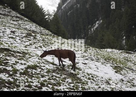 (190613) -- SRINAGAR, 13. Juni 2019 -- Ein Pferd weidet nach einem Schneefall in Sonmarg, am Rande von Srinagar, der Sommerhauptstadt des von Indien kontrollierten Kaschmirs, 12. Juni 2019. ) KASCHMIR-SRINAGAR-SNOWFALL JavedxDar PUBLICATIONxNOTxINxCHN Stockfoto