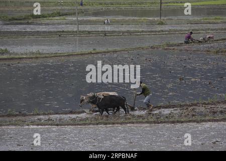 (190613) -- SRINAGAR, 13. Juni 2019 -- Foto aufgenommen am 12. Juni 2019 zeigt Bauern, die auf den Reisfeldern in Srinagar, der Sommerhauptstadt des von Indien kontrollierten Kaschmirs, pflügen. ) KASCHMIR-SRINAGAR-FARMING JavedxDar PUBLICATIONxNOTxINxCHN Stockfoto