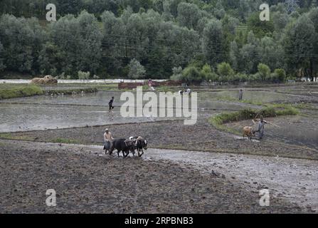 (190613) -- SRINAGAR, 13. Juni 2019 -- Foto aufgenommen am 12. Juni 2019 zeigt Bauern, die auf den Reisfeldern in Srinagar, der Sommerhauptstadt des von Indien kontrollierten Kaschmirs, pflügen. ) KASCHMIR-SRINAGAR-FARMING JavedxDar PUBLICATIONxNOTxINxCHN Stockfoto