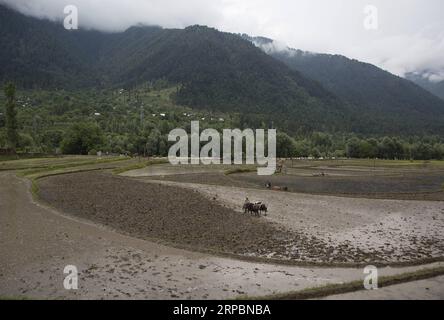 (190613) -- SRINAGAR, 13. Juni 2019 -- Foto aufgenommen am 12. Juni 2019 zeigt Bauern, die auf den Reisfeldern in Srinagar, der Sommerhauptstadt des von Indien kontrollierten Kaschmirs, pflügen. ) KASCHMIR-SRINAGAR-FARMING JavedxDar PUBLICATIONxNOTxINxCHN Stockfoto