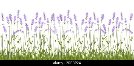 Lavendelblütenrandvektormuster. Handgezeichneter Rahmen mit Kräuterblumen und Panoramawiese. Botanischer eleganter rustikaler, trendiger Grünrahmen für den horizontalen Hintergrund der Einladungsklippe Stock Vektor