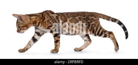 Niedliches braunes bengalisches Katzenkätzchen, zu Fuß auf Seitenwegen. Blick von der Kamera weg. Isoliert auf weißem Hintergrund. Stockfoto