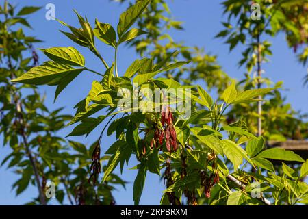 Nahaufnahme der rötlich-rosa reifen Früchte des Ahorns. Stockfoto