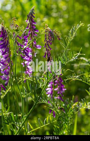 Wicken, vicia cracca wertvolle Honigpflanze, Futter und Heilpflanze. Zerbrechliche lila Blüten im Hintergrund. Wollblüte oder Futterwuchsblüte in Frühlingsgar Stockfoto