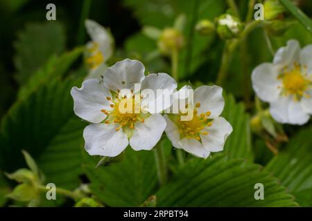 Grüne Erdbeerblüten und -Blätter - lateinischer Name - Fragaria viridis. Stockfoto
