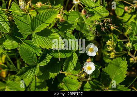 Grüne Erdbeerblüten und -Blätter - lateinischer Name - Fragaria viridis. Stockfoto