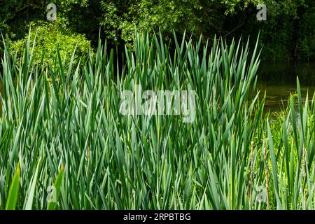 typha Wildpflanze am Teich, sonniger Sommertag. Typha angustifolia oder Cattail. Stockfoto