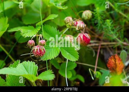 Süße reife Beeren aus cremiger Erdbeere, Fragaria viridis im goldenen Abendlicht in estnischer Natur. Stockfoto