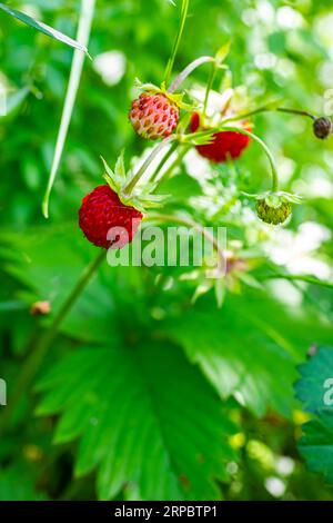 Makrofoto von Fragaria vesca, allgemein als wilde Erdbeere bezeichnet. Stockfoto