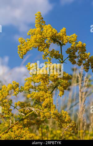 Galium verum, Frauenstroh oder gelbes Bettstroh, niedrige Krabbelpflanze, Blätter breit, glänzend dunkelgrün, behaart darunter, Blumen gelb und produzierte i Stockfoto