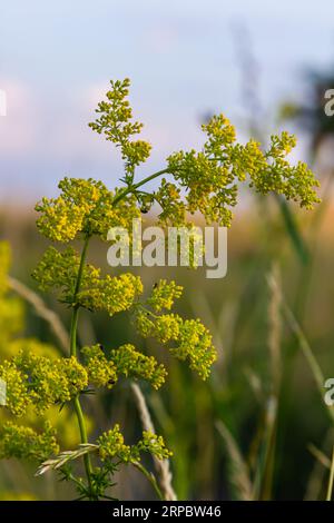 Galium verum, Frauenstroh oder gelbes Bettstroh, niedrige Krabbelpflanze, Blätter breit, glänzend dunkelgrün, behaart darunter, Blumen gelb und produzierte i Stockfoto