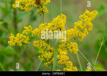 Galium verum, Frauenstroh oder gelbes Bettstroh, niedrige Krabbelpflanze, Blätter breit, glänzend dunkelgrün, behaart darunter, Blumen gelb und produzierte i Stockfoto