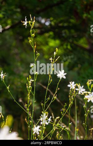 Zerbrechliche weiße und gelbe Blüten von Anthericum ramosum, sternförmig, wachsen auf einer Wiese in wilder Wildnis, verschwommener grüner Hintergrund, warme Farben, helles an Stockfoto