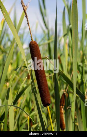 typha Wildpflanze am Teich, sonniger Sommertag. Typha angustifolia oder Cattail. Stockfoto