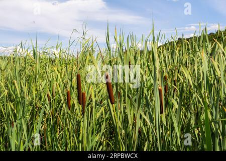 typha Wildpflanze am Teich, sonniger Sommertag. Typha angustifolia oder Cattail. Stockfoto