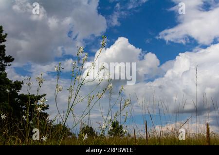 Zerbrechliche weiße und gelbe Blüten von Anthericum ramosum, sternförmig, wachsen auf einer Wiese in wilder Wildnis, verschwommener grüner Hintergrund, warme Farben, helles an Stockfoto