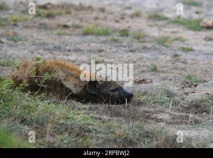 (190617) -- NAIROBI, 17. Juni 2019 (Xinhua) -- Eine Hyäne liegt im Amboseli-Nationalpark, Kenia, 16. Juni 2019. (Xinhua/Li Yan) KENYA-AMBOSELI NATIONAL PARK-ANIMAL PUBLICATIONxNOTxINxCHN Stockfoto