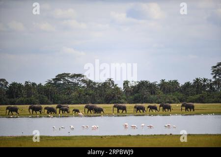 (190617) -- NAIROBI, 17. Juni 2019 (Xinhua) -- Elephants Walk by a Lake in Amboseli National Park, Kenia, 15. Juni 2019. (Xinhua/Li Yan) KENYA-AMBOSELI NATIONAL PARK-ANIMAL PUBLICATIONxNOTxINxCHN Stockfoto