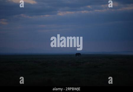 (190617) -- NAIROBI, 17. Juni 2019 (Xinhua) -- ein Elefant sucht Nahrung im Amboseli-Nationalpark, Kenia, 16. Juni 2019. (Xinhua/Li Yan) KENYA-AMBOSELI NATIONAL PARK-ANIMAL PUBLICATIONxNOTxINxCHN Stockfoto