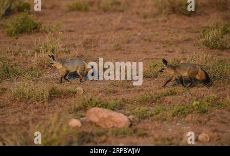 (190617) -- NAIROBI, 17. Juni 2019 (Xinhua) -- Füchse suchen nach Nahrung im Amboseli-Nationalpark, Kenia, 16. Juni 2019. (Xinhua/Li Yan) KENYA-AMBOSELI NATIONAL PARK-ANIMAL PUBLICATIONxNOTxINxCHN Stockfoto