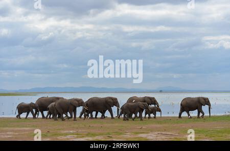 (190617) -- NAIROBI, 17. Juni 2019 (Xinhua) -- Elephants Walk by a Lake in Amboseli National Park, Kenia, 15. Juni 2019. (Xinhua/Li Yan) KENYA-AMBOSELI NATIONAL PARK-ANIMAL PUBLICATIONxNOTxINxCHN Stockfoto