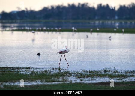 (190617) -- NAIROBI, 17. Juni 2019 (Xinhua) -- Flamingos Suche nach Nahrung im Amboseli-Nationalpark, Kenia, 16. Juni 2019. (Xinhua/Li Yan) KENYA-AMBOSELI NATIONAL PARK-ANIMAL PUBLICATIONxNOTxINxCHN Stockfoto