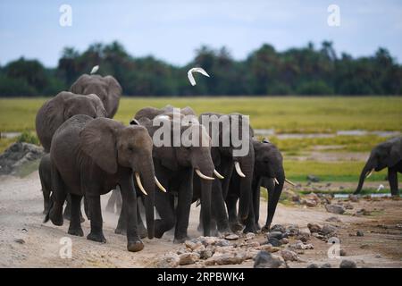 (190617) -- NAIROBI, 17. Juni 2019 (Xinhua) -- Elefanten werden im Amboseli-Nationalpark, Kenia, am 15. Juni 2019 gesehen. (Xinhua/Li Yan) KENYA-AMBOSELI NATIONAL PARK-ANIMAL PUBLICATIONxNOTxINxCHN Stockfoto