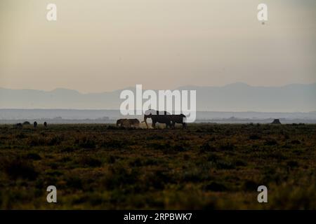 (190617) -- NAIROBI, 17. Juni 2019 (Xinhua) -- Elefanten suchen nach Nahrung im Amboseli-Nationalpark, Kenia, 16. Juni 2019. (Xinhua/Li Yan) KENYA-AMBOSELI NATIONAL PARK-ANIMAL PUBLICATIONxNOTxINxCHN Stockfoto