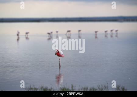 (190617) -- NAIROBI, 17. Juni 2019 (Xinhua) -- Flamingos Suche nach Nahrung im Amboseli-Nationalpark, Kenia, 16. Juni 2019. (Xinhua/Li Yan) KENYA-AMBOSELI NATIONAL PARK-ANIMAL PUBLICATIONxNOTxINxCHN Stockfoto