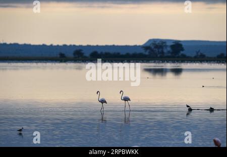 (190617) -- NAIROBI, 17. Juni 2019 (Xinhua) -- Flamingos Suche nach Nahrung im Amboseli-Nationalpark, Kenia, 16. Juni 2019. (Xinhua/Li Yan) KENYA-AMBOSELI NATIONAL PARK-ANIMAL PUBLICATIONxNOTxINxCHN Stockfoto