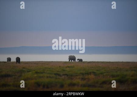 (190617) -- NAIROBI, 17. Juni 2019 (Xinhua) -- Elefanten suchen nach Nahrung im Amboseli-Nationalpark, Kenia, 16. Juni 2019. (Xinhua/Li Yan) KENYA-AMBOSELI NATIONAL PARK-ANIMAL PUBLICATIONxNOTxINxCHN Stockfoto