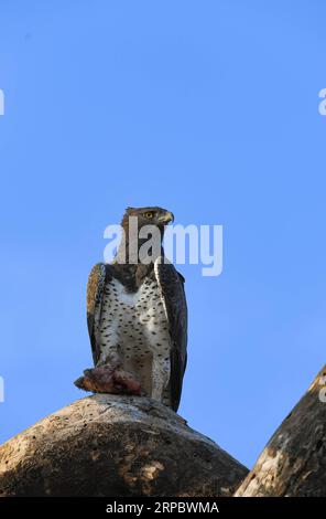 (190617) -- NAIROBI, 17. Juni 2019 (Xinhua) -- ein Adler wird im Amboseli-Nationalpark, Kenia, am 16. Juni 2019 gesehen. (Xinhua/Li Yan) KENYA-AMBOSELI NATIONAL PARK-ANIMAL PUBLICATIONxNOTxINxCHN Stockfoto