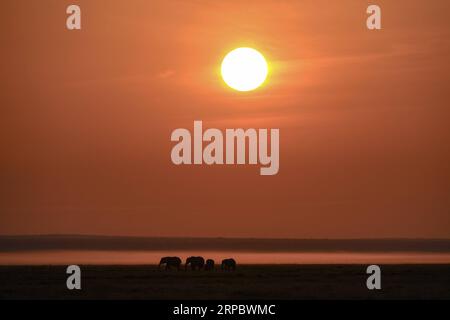 (190617) -- NAIROBI, 17. Juni 2019 (Xinhua) -- Elefanten suchen nach Nahrung bei Sonnenaufgang im Amboseli-Nationalpark, Kenia, 16. Juni 2019. (Xinhua/Li Yan) KENYA-AMBOSELI NATIONAL PARK-ANIMAL PUBLICATIONxNOTxINxCHN Stockfoto