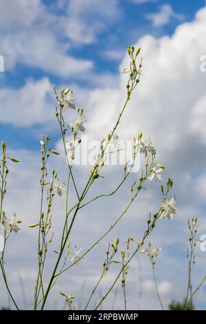 Zerbrechliche weiße und gelbe Blüten von Anthericum ramosum, sternförmig, wachsen auf einer Wiese in wilder Wildnis, verschwommener grüner Hintergrund, warme Farben, helles an Stockfoto