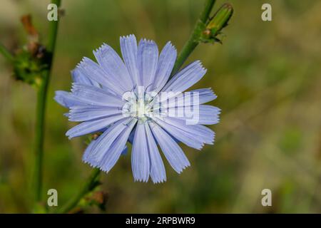 Zarte blaue Zichorienblüten, Pflanzen mit dem lateinischen Namen Cichorium intybus auf einem unscharfen natürlichen Hintergrund, schmale Fokusfläche. Stockfoto