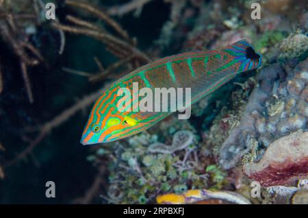 Männliche Pinstriped Wrasse, Halichoeres melanurus, Sampiri Tauchplatz, Bangka Island, Nord-Sulawesi, Indonesien Stockfoto