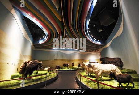 (190619) -- LHASA, 19. Juni 2019 (Xinhua) -- Foto aufgenommen am 14. Mai 2019 zeigt Sammlungen im Yak Museum in Lhasa, der Hauptstadt der autonomen Region Tibet im Südwesten Chinas. Vor über 40 Jahren war Wu Yuchu in einem Schneesturm in der autonomen Region Tibet im Südwesten Chinas gefangen. Es war 1977, zwei Jahre nachdem Wu in Tibet gearbeitet hatte. Er und mehr als 50 andere Menschen mussten sich in einem Lehmziegelhaus verstecken. Die Außentemperaturen sanken auf minus 30 Grad und das Essen ging aus. Die Hoffnung schien zu verschwinden. Als das Rettungsteam sie endlich mit Yaks fand, die lebensrettende Vorräte trugen, Wu Stockfoto