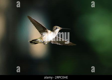 Ein Kolibri wird in der Luft gefangen, seine Flügel schlagen schnell, während er an Ort und Stelle schwebt Stockfoto