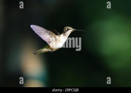 Ein Kolibri wird in der Luft gefangen, seine Flügel schlagen schnell, während er an Ort und Stelle schwebt Stockfoto