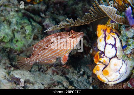 Hahnenrasse, Pteragogus enneacanthus, von Golden Sea Squirt, Polycarpa aurata, Murex House Reef Tauchplatz, Bangka Insel, Nord Sulawesi, Indonesien Stockfoto