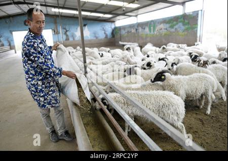 (190622) -- YINCHUAN, 22. Juni 2019 (Xinhua) -- Ein Züchter ernährt Tan-Schafe im Yanchi County, nordwestchinesische Autonome Region Ningxia Hui, 27. Mai 2019. Das am südlichen Rand der Maowusu-Wüste gelegene Yanchi County war einst von Armut betroffen und litt unter Wüstenbildung. Aber nach jahrelangen Bemühungen wurde die Umwelt dort wiederhergestellt, und auch die Grafschaft hat die Armut abgeschwächt. (Xinhua/Wang Peng) CHINA-NINGXIA-YANCHI-POVERTY ELIMINATION (CN) PUBLICATIONxNOTxINxCHN Stockfoto
