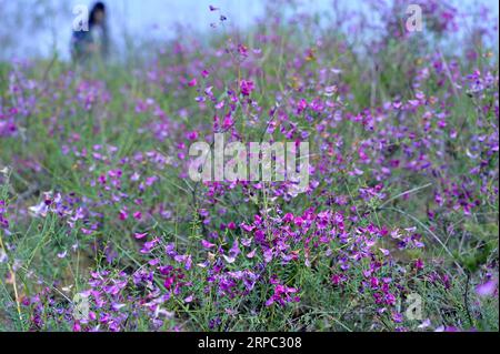 (190622) -- YINCHUAN, 22. Juni 2019 (Xinhua) -- das am 20. September 2015 aufgenommene Foto zeigt eine Landschaft des Naturschutzgebiets Haba Lake im Yanchi County, im Nordwesten Chinas Ningxia Hui Autonomous Region. Das am südlichen Rand der Maowusu-Wüste gelegene Yanchi County war einst von Armut betroffen und litt unter Wüstenbildung. Aber nach jahrelangen Bemühungen wurde die Umwelt dort wiederhergestellt, und auch die Grafschaft hat die Armut abgeschwächt. (Xinhua/Liu Quanlong) CHINA-NINGXIA-YANCHI-POVERTY ELIMINATION (CN) PUBLICATIONxNOTxINxCHN Stockfoto
