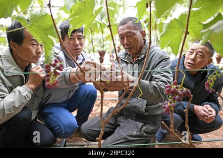 (190622) -- YINCHUAN, 22. Juni 2019 (Xinhua) -- Ein Spezialist (2. R) erklärt den lokalen Landwirten in einer landwirtschaftlichen Demonstrationszone in der Qingshan Township des Yanchi County, Nordwestchinas autonome Region Ningxia Hui, 27. Mai 2019. Das am südlichen Rand der Maowusu-Wüste gelegene Yanchi County war einst von Armut betroffen und litt unter Wüstenbildung. Aber nach jahrelangen Bemühungen wurde die Umwelt dort wiederhergestellt, und auch die Grafschaft hat die Armut abgeschwächt. (Xinhua/Wang Peng) CHINA-NINGXIA-YANCHI-POVERTY ELIMINATION (CN) PUBLICATIONxNOTxINxCHN Stockfoto