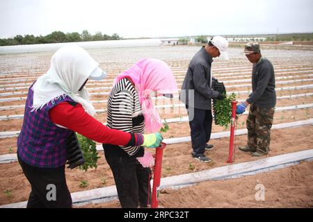 (190622) -- YINCHUAN, 22. Juni 2019 (Xinhua) -- Farmers plant Hot Peppers in Yanchi County, Nordwestchinas Autonome Region Ningxia Hui, 27. Mai 2019. Das am südlichen Rand der Maowusu-Wüste gelegene Yanchi County war einst von Armut betroffen und litt unter Wüstenbildung. Aber nach jahrelangen Bemühungen wurde die Umwelt dort wiederhergestellt, und auch die Grafschaft hat die Armut abgeschwächt. (Xinhua/Xie Xiudong) CHINA-NINGXIA-YANCHI-POVERTY ELIMINATION (CN) PUBLICATIONxNOTxINxCHN Stockfoto