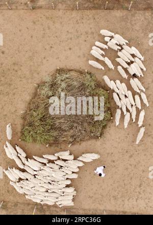 (190622) -- YINCHUAN, 22. Juni 2019 (Xinhua) -- Ein Züchter führt Tan-Schafe zur Verbesserung der Hammelqualität auf einer Farm im Yanchi County, Nordwestchinas Autonome Region Ningxia Hui, 27. Mai 2019. Das am südlichen Rand der Maowusu-Wüste gelegene Yanchi County war einst von Armut betroffen und litt unter Wüstenbildung. Aber nach jahrelangen Bemühungen wurde die Umwelt dort wiederhergestellt, und auch die Grafschaft hat die Armut abgeschwächt. (Xinhua/Wang Peng) CHINA-NINGXIA-YANCHI-POVERTY ELIMINATION (CN) PUBLICATIONxNOTxINxCHN Stockfoto